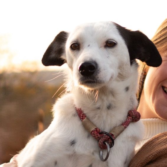 Hundetraining Retz - Lexi