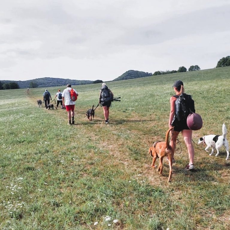 Hundetraining Retz - Social Walks